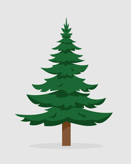 Fir Tree isolated on white background. Evergreen tree for nature or Christmas design. Vector flat or cartoon illustration.