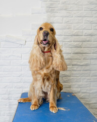 portrait of a red-haired English spaniel on a white brick background