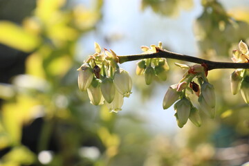 Blüten der Blaubeere