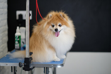 funny Pomeranian looks at the camera sitting on the table