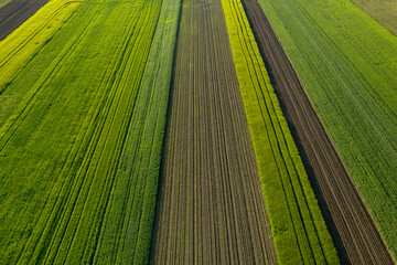 Aerial view with agriculture fields of wheat plants. One agriculture fields with agricultural plant. Beautiful and geometric agriculture landscape texture. Green and yellow color great for background.