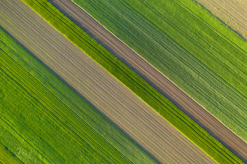 Aerial view with agriculture fields of wheat plants. One agriculture fields with agricultural plant. Beautiful and geometric agriculture landscape texture. Green and yellow color great for background.