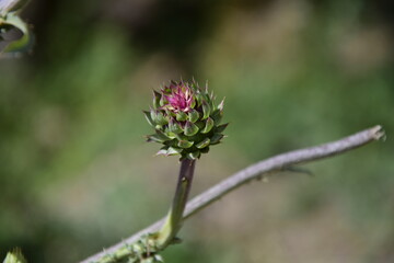 an unopened flower bud close-up in Arrayanes National Park, San Carlos de Bariloche.