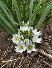 spring snowdrops in the forest