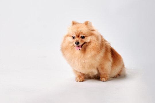 A charming well-groomed pomeranian sits on a gray background