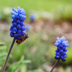 Bumble bee on Muscari flower known as Mouse hyacinth.