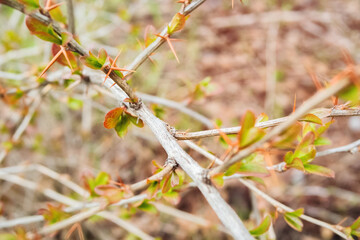 Barberry branch in early spring season.