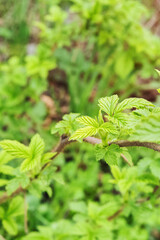 Raspberry branches with fresh leaves in early spring season.