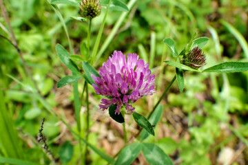 Close up of the head of a pink clover flower
