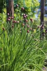 Schnittlauch blüht im Garten