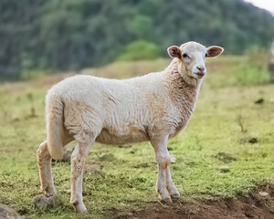 Obraz premium sheep and lamb