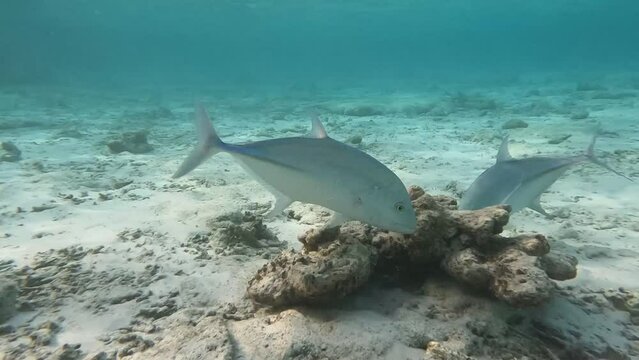 Two trevally and a triggerfish circle and stare at prey hidden among coral debris