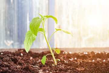 Small young plant growing from ground. Green sprout growing from seed in sun rays. New life concept.