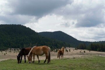 Fototapeta na wymiar Free grazing horses in the mountains
