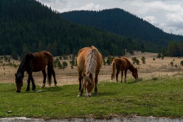 Fototapeta na wymiar Free grazing horses in the mountains