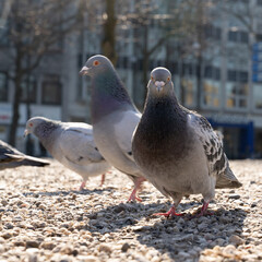 City pigeon walking on the ground searching food with sand and stone in a parc animal in the city