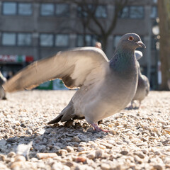 Obraz premium City pigeon walking on the ground searching food with sand and stone in a parc animal in the city