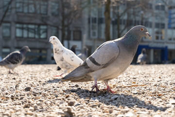 City pigeon walking on the ground searching food with sand and stone in a parc animal in the city