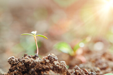 Small young plant growing from ground. Green sprout growing from seed in sun rays. New life concept.