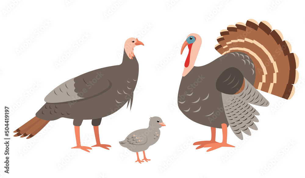 Wall mural turkey male and female birds family isolated on white background. domestic farm or wild turkey mothe