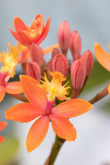 Orange flower of an epidendrum orchid