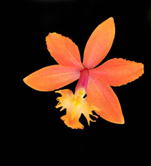 Orange flower of an epidendrum orchid