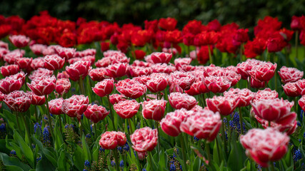 field of tulips