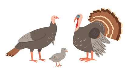Turkey male and female birds family isolated on white background. Domestic farm or wild turkey mother, father and baby. Vector flat or cartoon icons illustration.