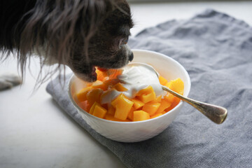 Chihuahua dog eat ripe mango with homemade yogurt from white plate