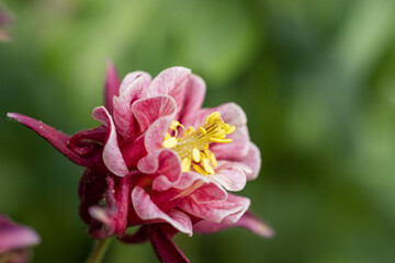 Tender purple pink white aquilegia bells flowers on the sunny weather.