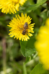 Honey bee feeding on a yellow dandelion flower, sunny day in springtime, close up, macro