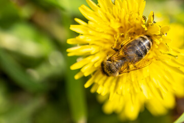 Honey bee feeding on a yellow dandelion flower, sunny day in springtime, close up, macro