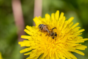 Honey bee feeding on a yellow dandelion flower, sunny day in springtime, close up, macro