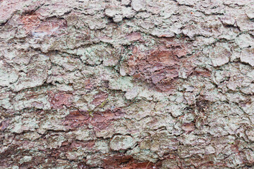 Texture of a patch of spruce tree bark. Greenish lichen coating on the surface of spruce bark.