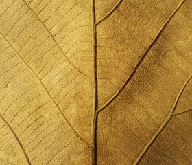 dry leaf texture