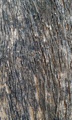 Wood Tree Texture Background Pattern