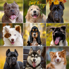 Collage of pretty dogs