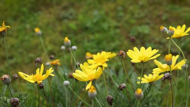 Yellow Daisy Flowers Moving in the Wind