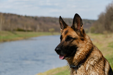 Portrait of black and red beautiful intelligent German Shepherd close-up in profile on warm sunny spring day. Dog is sitting in park against background of river and smiling with tongue sticking out.