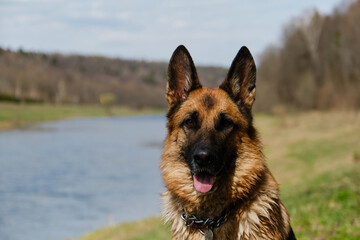 Dog is sitting in park against background of river and smiling with tongue sticking out. Portrait of black and red beautiful intelligent German Shepherd close-up on warm sunny spring day.