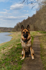 Dog is sitting in park against background of river and smiling with tongue sticking out. Portrait of black red haired beautiful intelligent German Shepherd in full growth on warm sunny spring day.