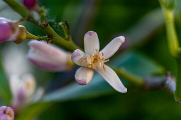 Lemon tree blossom close-up photo