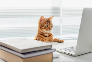 A red cat is working on a project in his room behind a laptop.