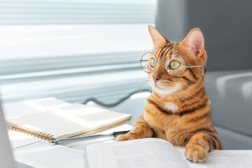 Bengal cat with glasses at the table with books - obrazy, fototapety, plakaty