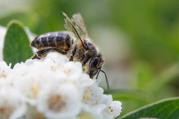 honey bee on white flowers