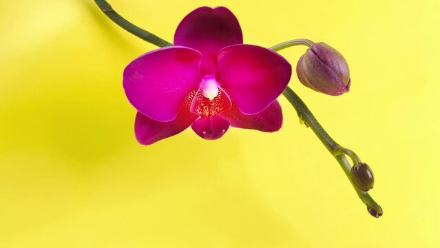 Close up of orchid flower on yellow background. Purple orchid plant named phalaenopsis or falah known as butterfly orchids. Copy space