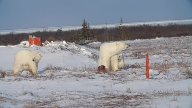 Three polar bears exploring snow covered area in Churchill, Manitoba,Canada