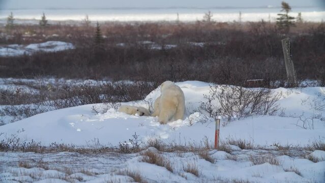 Mother polar bear wakes up siblings from their nap in the snow