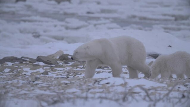 Polar bears on the prowl in harsh environment; Churchill, Manitoba