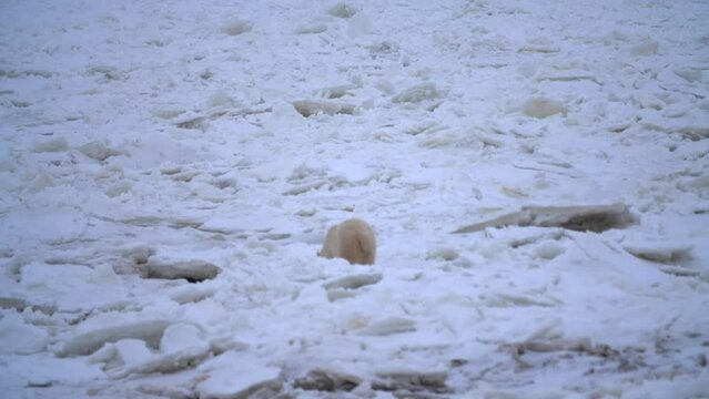 Single polar bear shot from behind, walking in vast white ice field